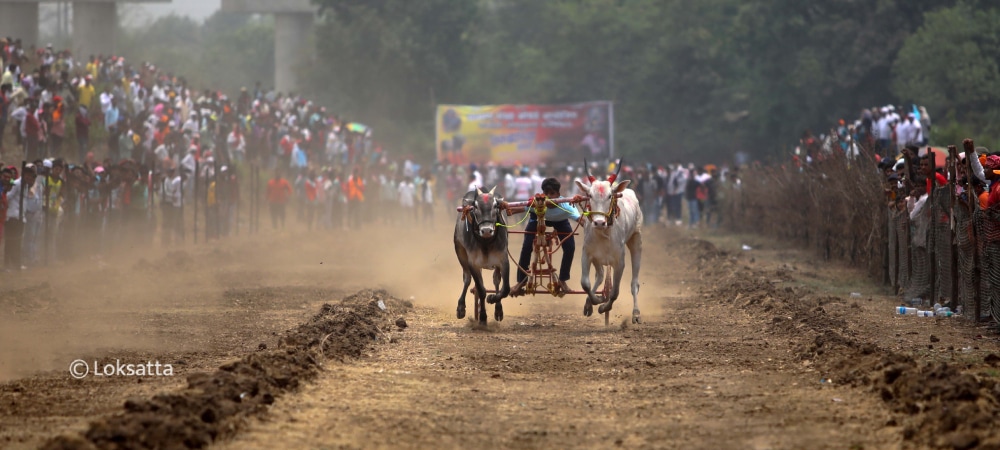 Bullock Cart Race Panvel