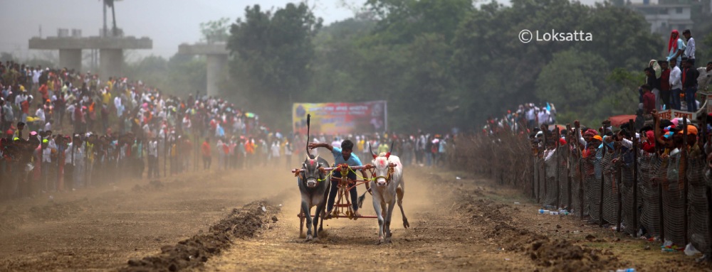 Bullock Cart Race Panvel