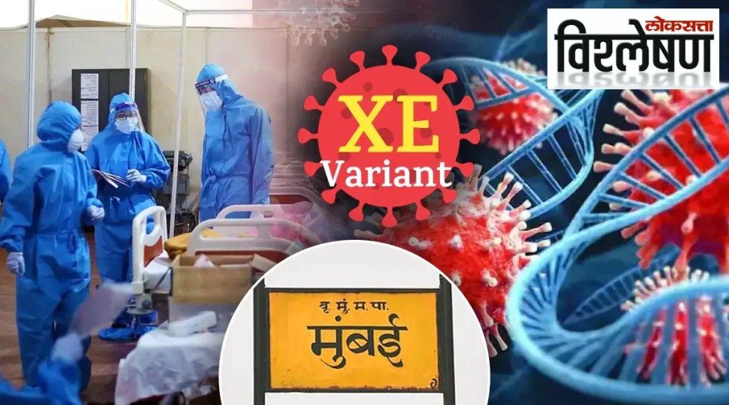 विश्लेषण : ‘एक्सई’चा पहिला रुग्ण मुंबईत, काय आहे हा नवीन करोना उपप्रकार? किती संसर्गजन्य? किती घातक?