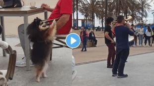 Dog_Dance