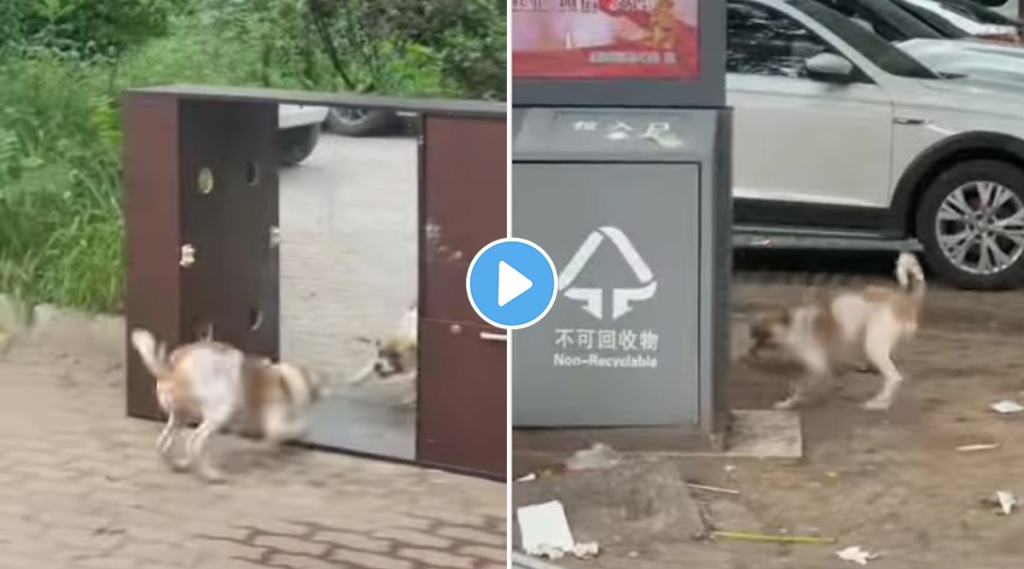 Dog_Mirror
