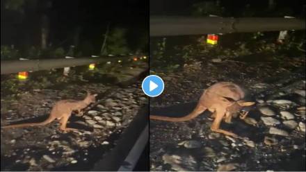 kangaroo-in-india