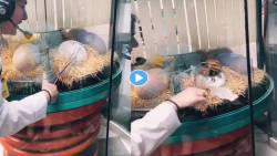 पुन्हा परत येणार का डायनासोर? हा VIRAL VIDEO खरा की खोटा यावर चर्चेला उधाण