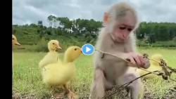 VIRAL VIDEO : ही दोस्ती तुटायची नाय…; पाहा माकड आणि पक्ष्यांची अनोखी मैत्री