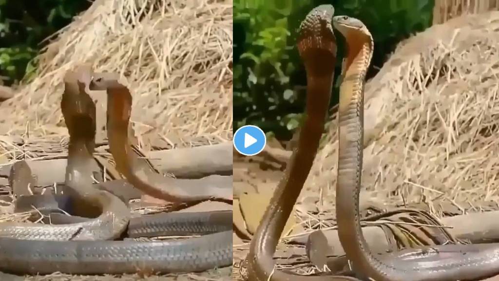 King-Cobra-Viral-Video