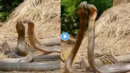 King-Cobra-Viral-Video