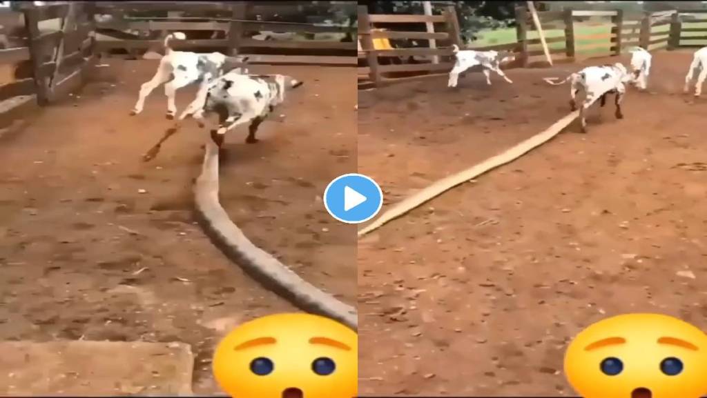 python-viral-video python-viral-video