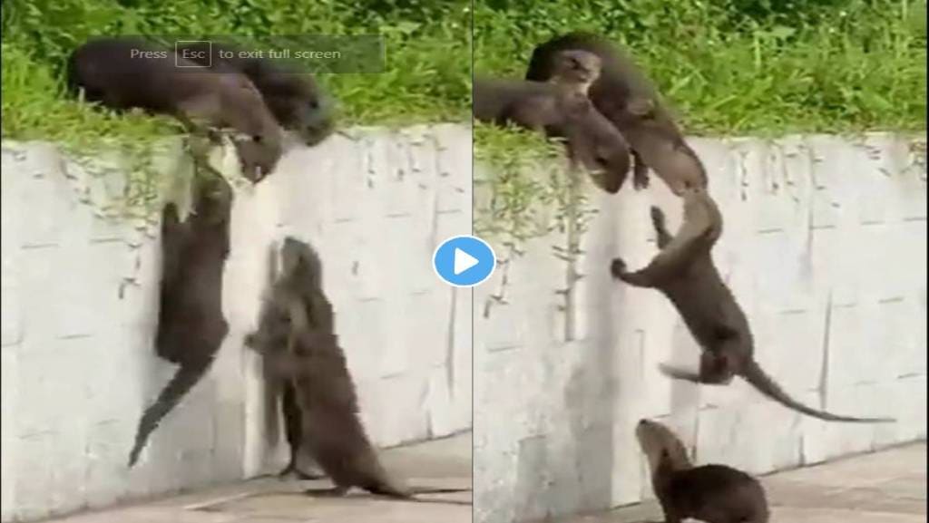 Otters-Viral-Video
