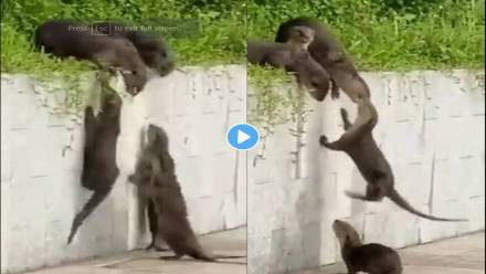 Otters-Viral-Video