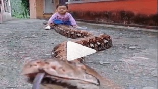Python