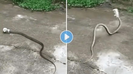 Snake_In_Tin