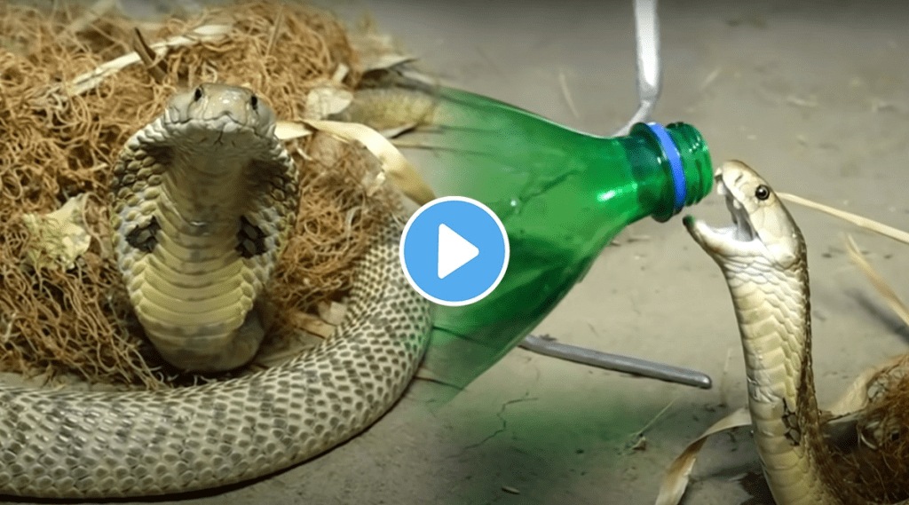 Snake_Water