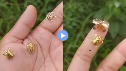 व्हिडीओमध्ये तुम्हाला 'गोल्डन टर्टल्स' उडताना दिसतील. (Photo : Twitter/@AmazingNature00)