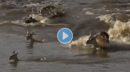 Viral_Photo Viral_Photo