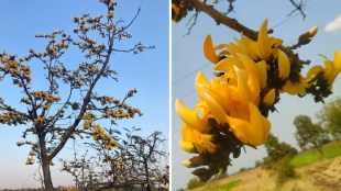 Yellow Sacred Tree