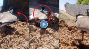 bird fight with jcb