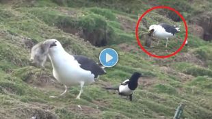 bird-swallowed-a-whole-rabbit