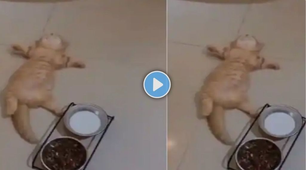 cat sleeping funny video