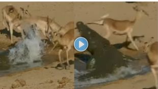 crocodile attack on deer