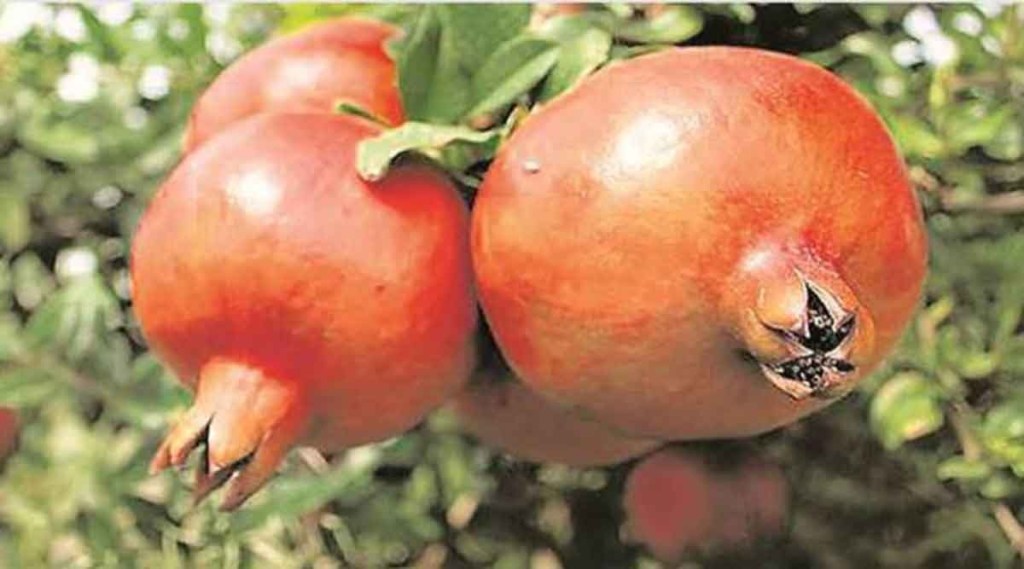 डाळिंब निर्यातीत मोठी घट ; महाराष्ट्राचा वाटा घसरला, गुजरातचा २० टक्क्यांवर डाळिंब निर्यातीत मोठी घट ; महाराष्ट्राचा वाटा घसरला, गुजरातचा २० टक्क्यांवर