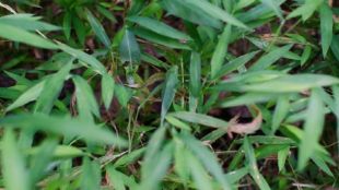 grasshopper viral photo
