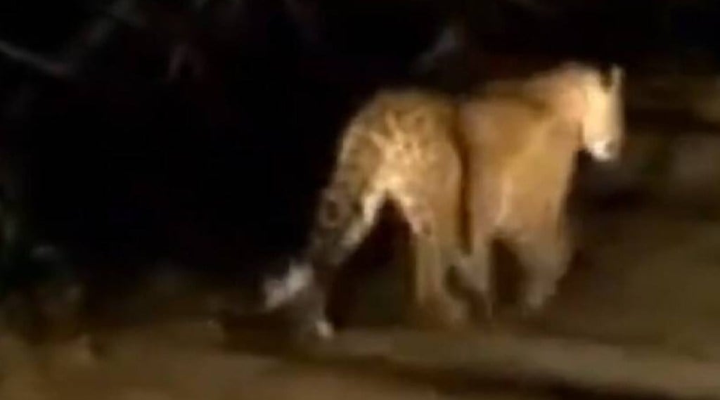 leopard Attack leopard Attack