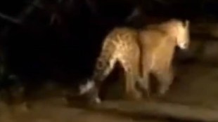 leopard Attack