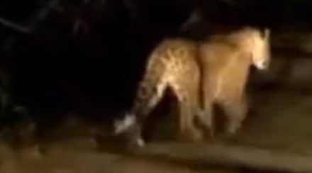 leopard Attack