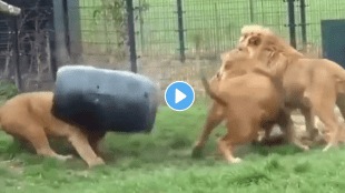 lion