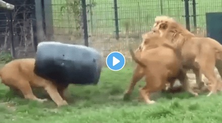 lion