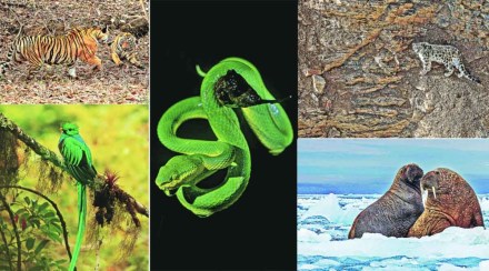 कलिंगडाची नाव