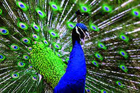 वाहिन्यांमध्ये अडकलेल्या मोराची सुटका ;अंबरनाथच्या सर्वोदयनगर भागातील घटना, मोर सुखरूप