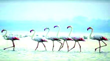 पक्ष्यांचे स्थलांतर मार्गदर्शकांच्या मुळावर; नांदुरमध्यमेश्वर अभयारण्यातील अनेकजण कामावरून कमी