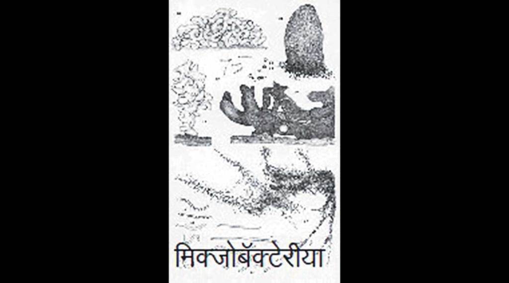 कुतूहल : सूक्ष्मजीवांचे स्थापत्य विज्ञान