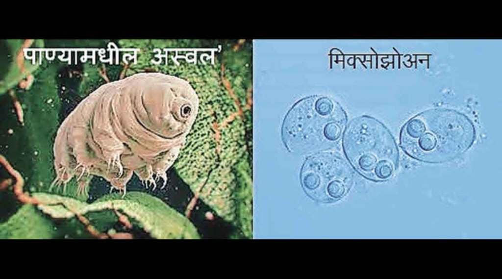 कुतूहल : मी आहे सर्वात लहान प्राणी..