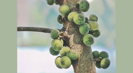 भाषासूत्र : उंबर पिकले अन् अस्वलाचे डोळे आले..