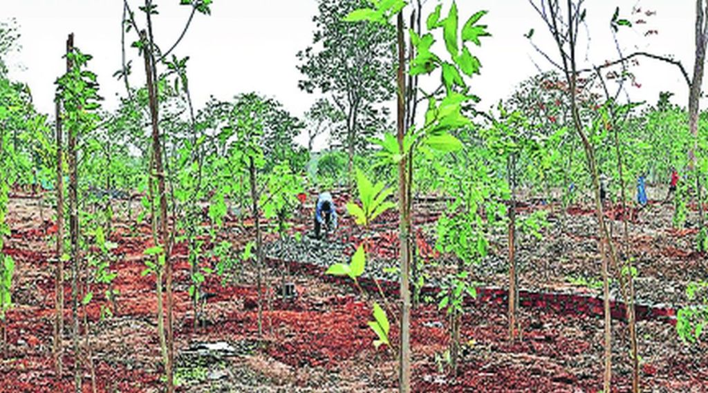 दोन लाख वृक्ष लागवड: महापालिकेचे नियोजन; मोरबे धरण परिसरात एक लाखाचे लक्ष दोन लाख वृक्ष लागवड: महापालिकेचे नियोजन; मोरबे धरण परिसरात एक लाखाचे लक्ष