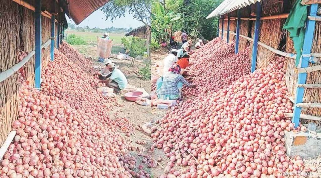 सडल्यामुळे दर वर्षी ३० लाख टन कांद्याचे नुकसान; पारंपरिक कांदा चाळींना पर्याय शोधण्याची गरज
