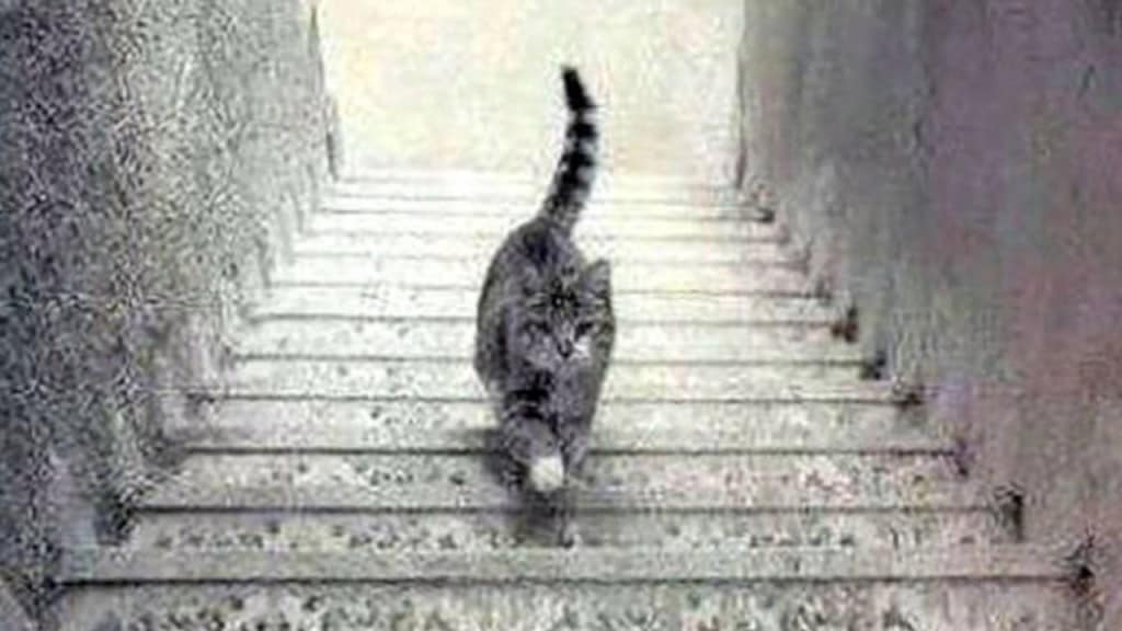 optical illusions, trending news,
