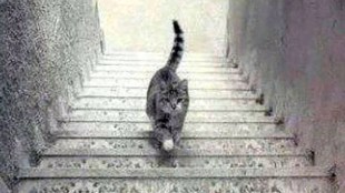 optical illusions, trending news,