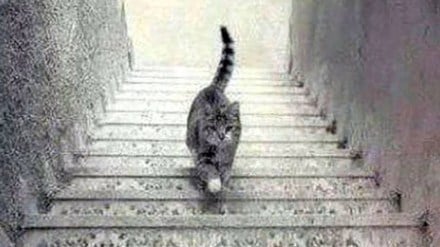 optical illusions, trending news,