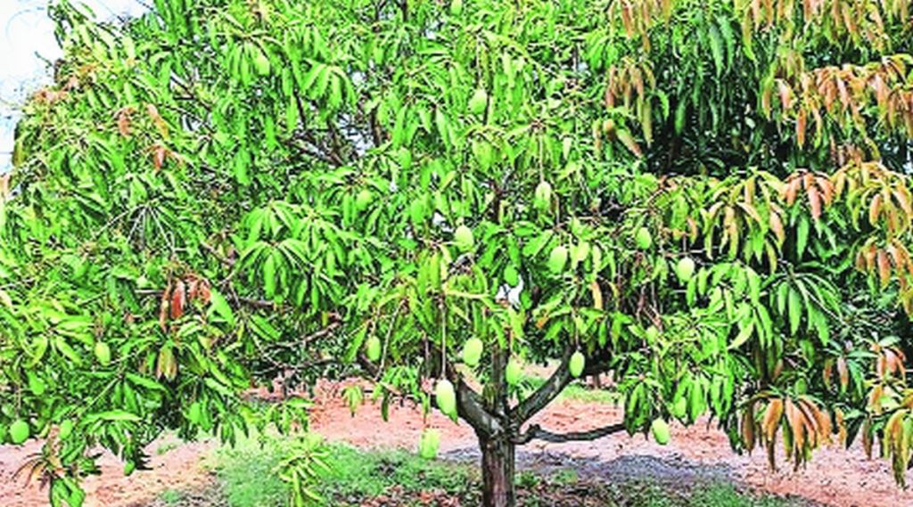 उष्णतेमुळे आंबा पिक धोक्यात;तलासरी परिसरातील आंबा पिकांवर दुष्परिणाम