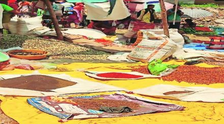 जंगली झाडांच्या फुले, बियांपासून आदिवासींना रोजगार ; वस्तुविनिमय पद्धतीने व्यापाऱ्यांकडून खरेदी जंगली झाडांच्या फुले, बियांपासून आदिवासींना रोजगार ; वस्तुविनिमय पद्धतीने व्यापाऱ्यांकडून खरेदी