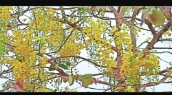 पावसाचा ‘अंदाज’ वर्तविणाऱ्या झाडांना बहर; पळस, बहावा, सावरीच्या फुलांनी जंगल सजले