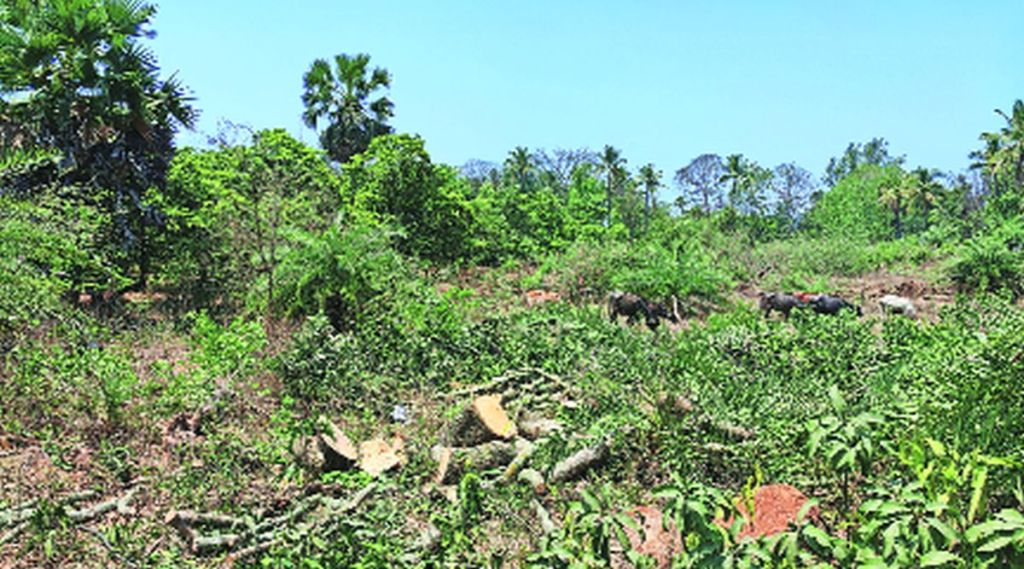 शहरबात: संवर्धनातील उदासीनता पर्यावरणाला मारक शहरबात: संवर्धनातील उदासीनता पर्यावरणाला मारक