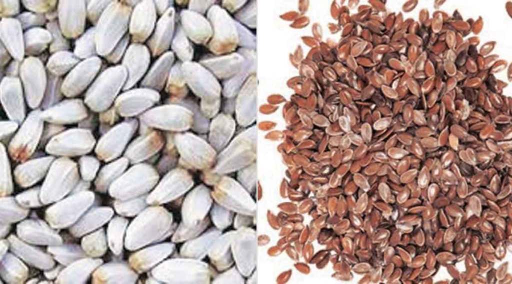 करडई, जवस औषधापुरते उरले ; शेतकऱ्यांचा नगदी पिकांकडे ओढा; लागवड निम्म्याहून कमी करडई, जवस औषधापुरते उरले ; शेतकऱ्यांचा नगदी पिकांकडे ओढा; लागवड निम्म्याहून कमी