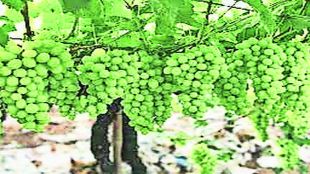 pv grapes