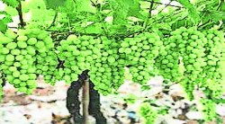लहरी हवामानामुळे द्राक्ष बागायतदार धास्तावले; पूर्वहंगामी फळ छाटणीकडे पाठ