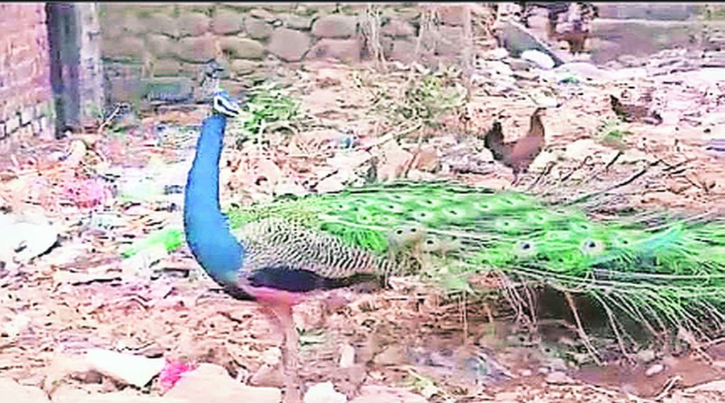 peacock