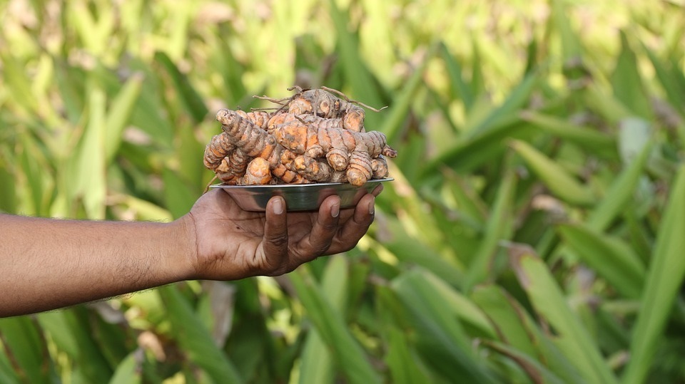 turmeric market in sangli does good business this year
